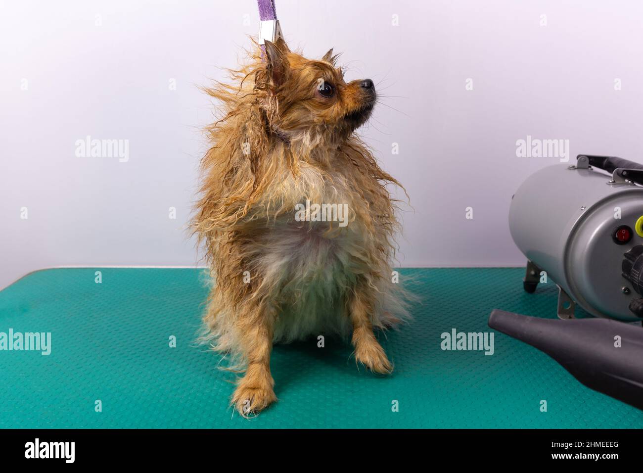 Professionelle Frau trocknet nassen pommerschen spitz Hund, im Pflegesalon. Schöne Sicht auf Tierhaare. Stockfoto