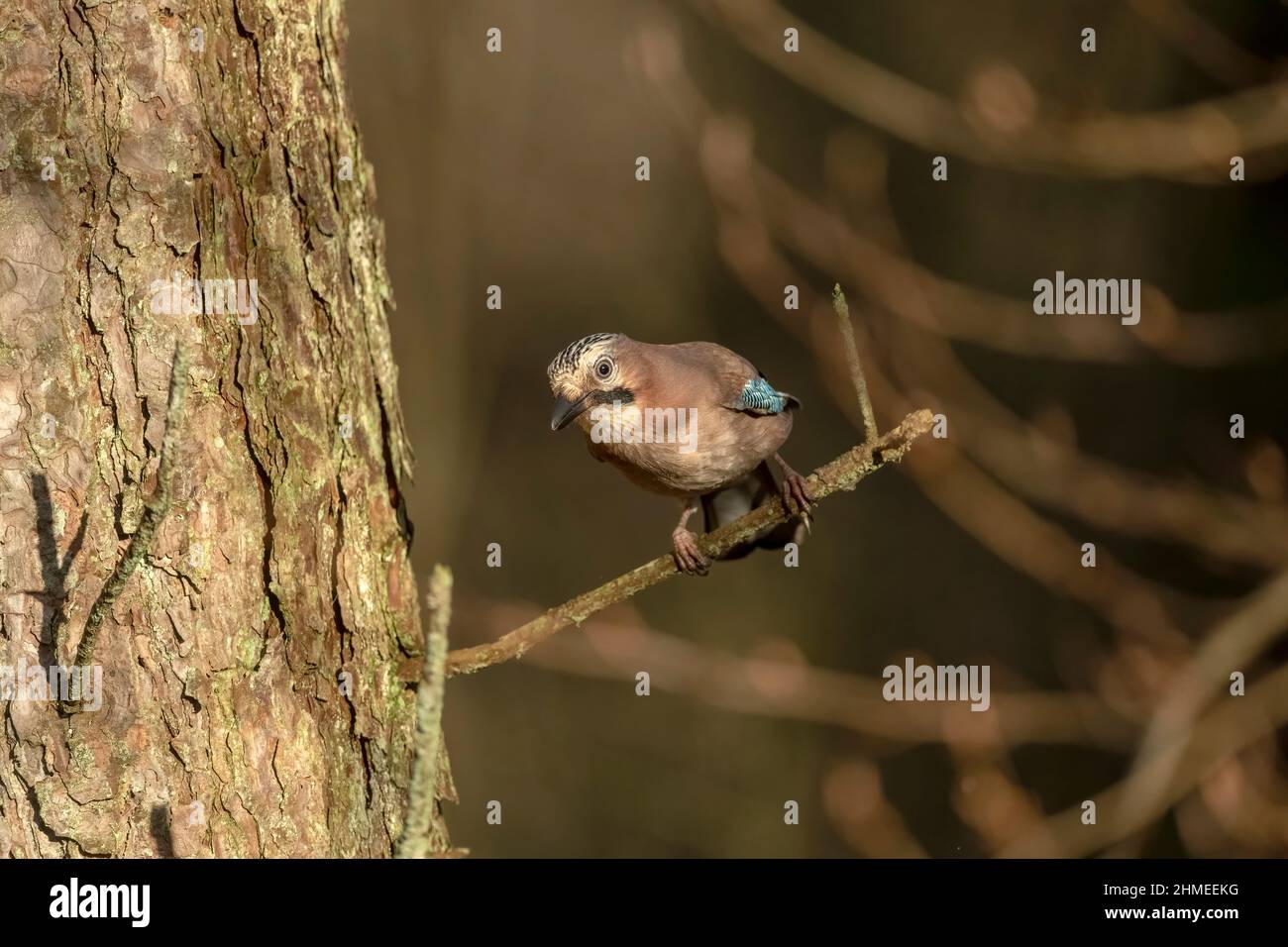 Jay thronte auf einem Ast eines Baumes, mit einem verschwommenen Hintergrund in einem Wald aus der Nähe im Winter Stockfoto