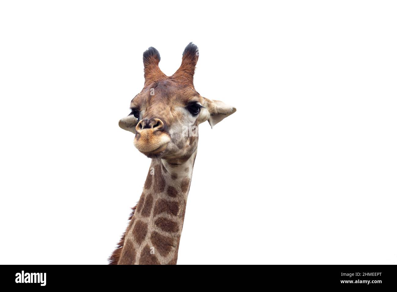 Nahaufnahme eines Giraffenkopfes mit bewölktem Hintergrund Stockfoto