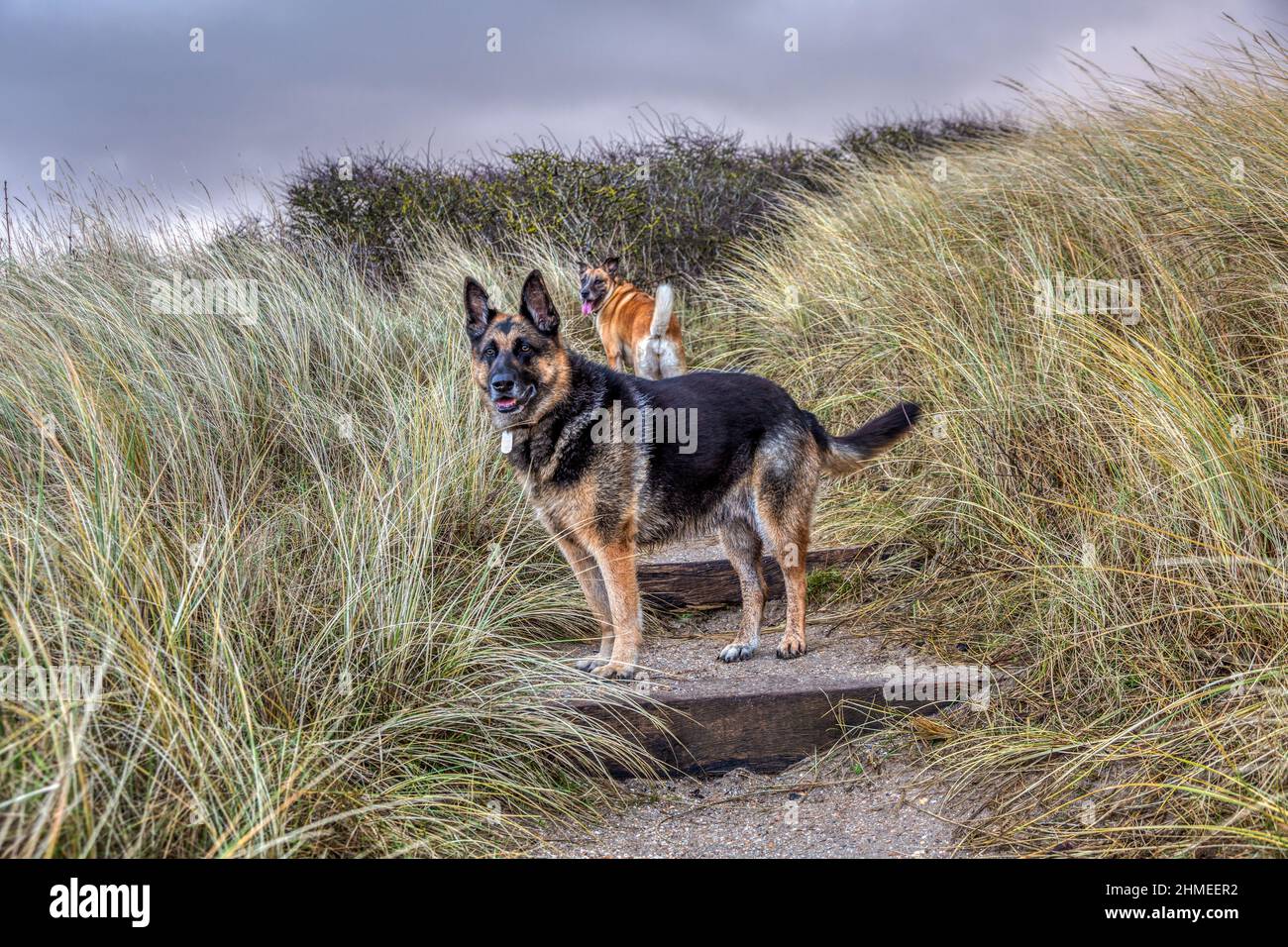 Zwei schöne Schäferhunde, ein Deutscher Schäferhund und ein Malinois zusammen auf einer Betontreppe auf die Spitze einer Düne in den Hollands Duin bei Noordwij Stockfoto