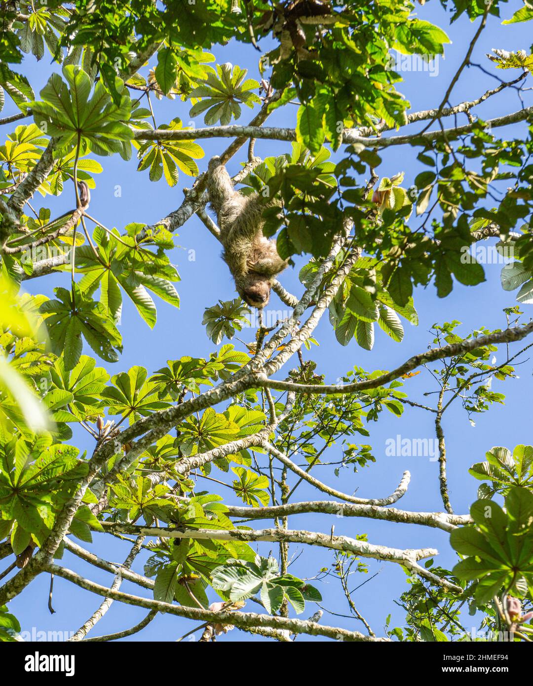Ein Bradypus variegatus (Bradypus variegatus) hängt kopfüber im Baum in einem privaten Reservat in Nicaragua. Stockfoto