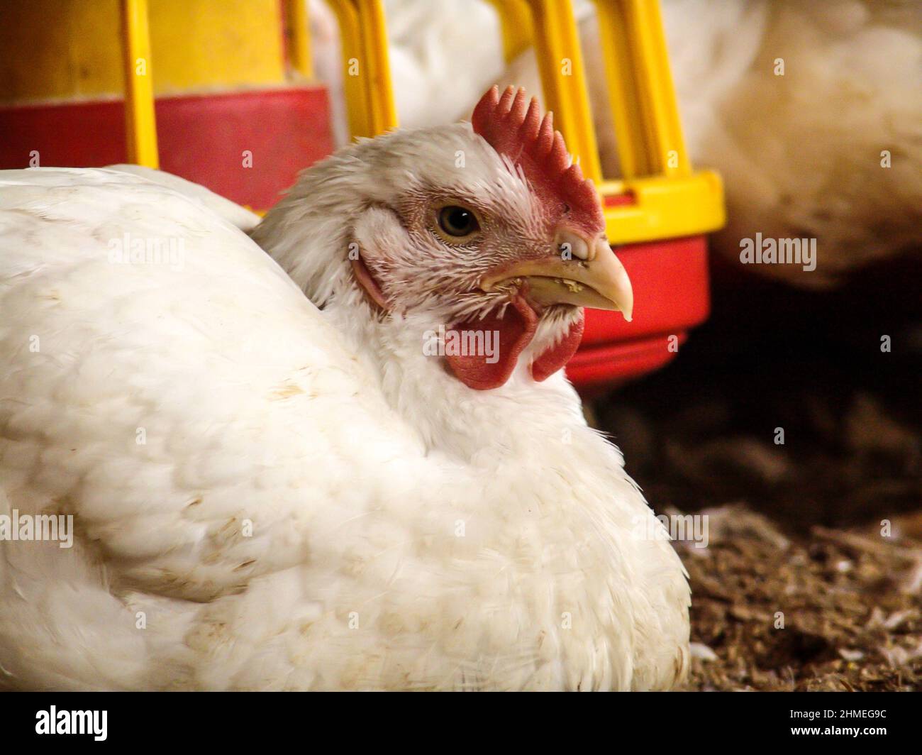 Hühnerfarm, Geflügel in Brasilien Stockfoto