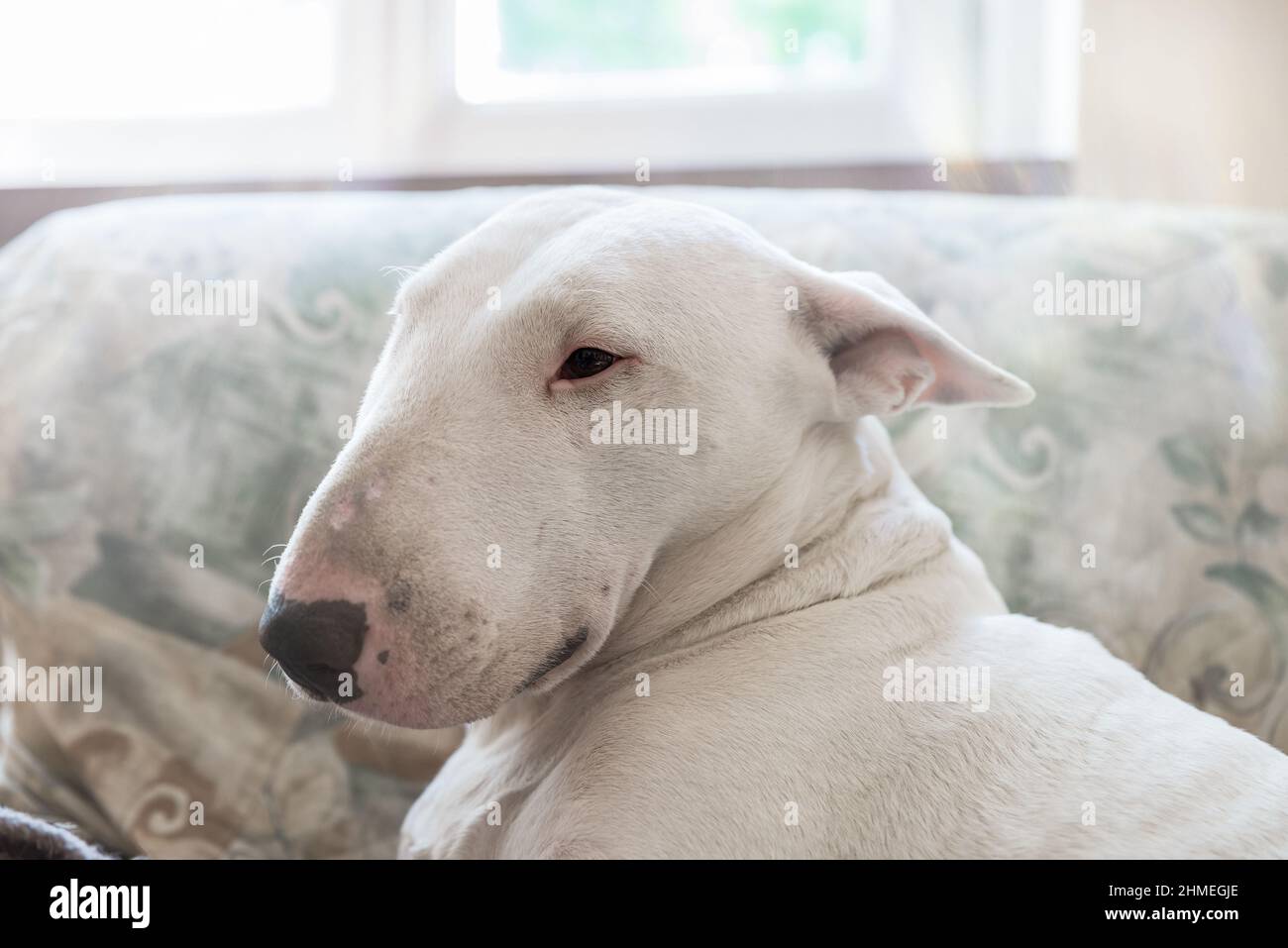 Weißer Hund, englisch Bull Terrier Profilportrait. Seitenansicht Stockfoto