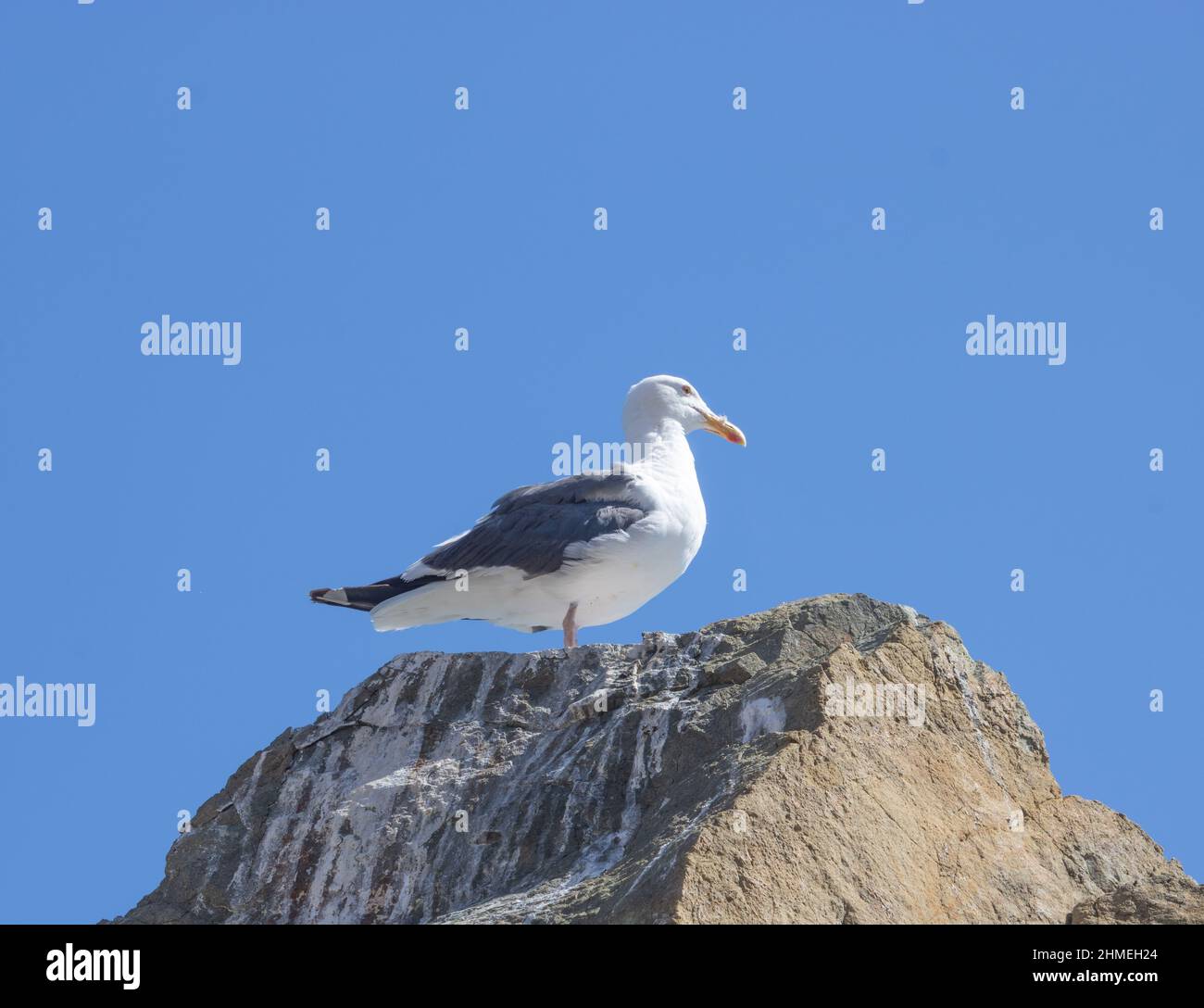 Möwe thront auf einem Felsen mit blauem Himmel im Hintergrund Stockfoto