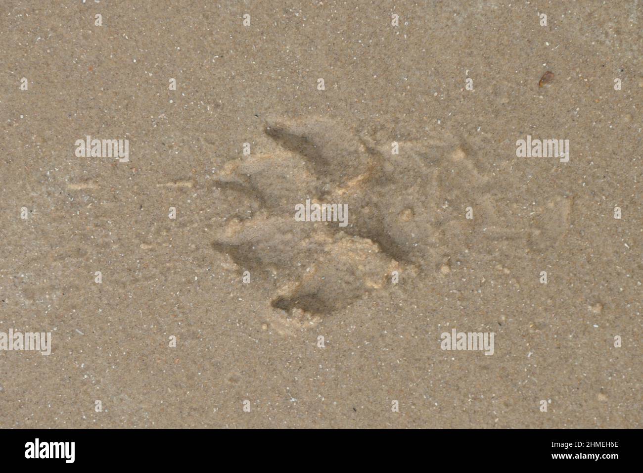 Ein Druck einer Hundepfote am gelben Sandstrand. Aus nächster Nähe gesehen. Stockfoto