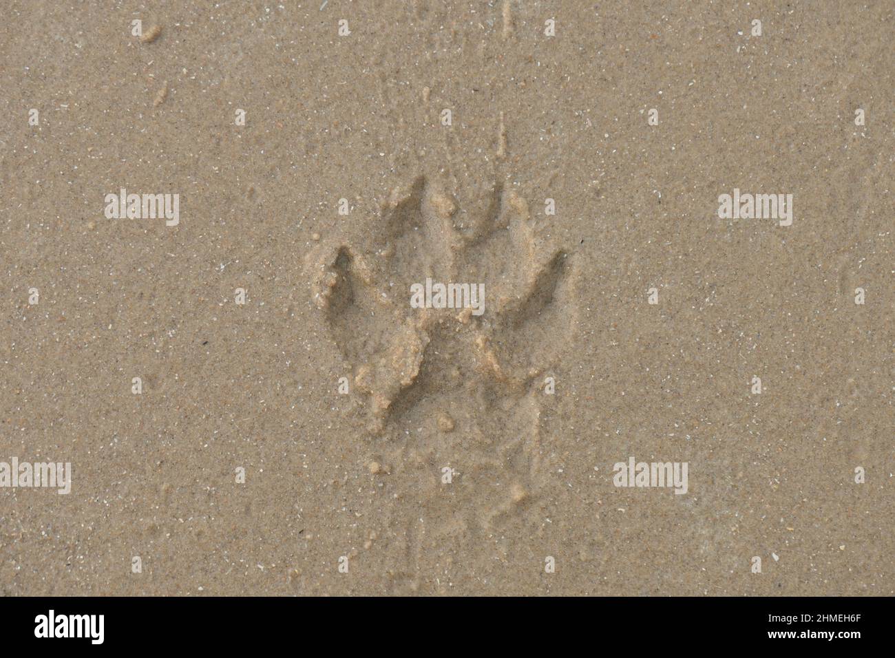 Ein Druck einer Hundepfote am gelben Sandstrand. Aus nächster Nähe gesehen. Stockfoto