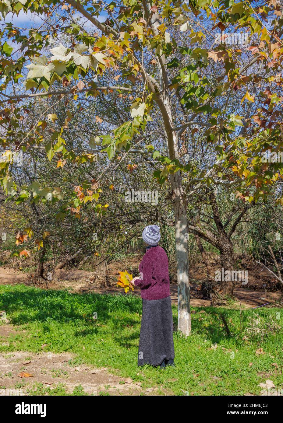 Frau in einem langen Kleid sammelt Herbst Ahornblätter Stockfoto
