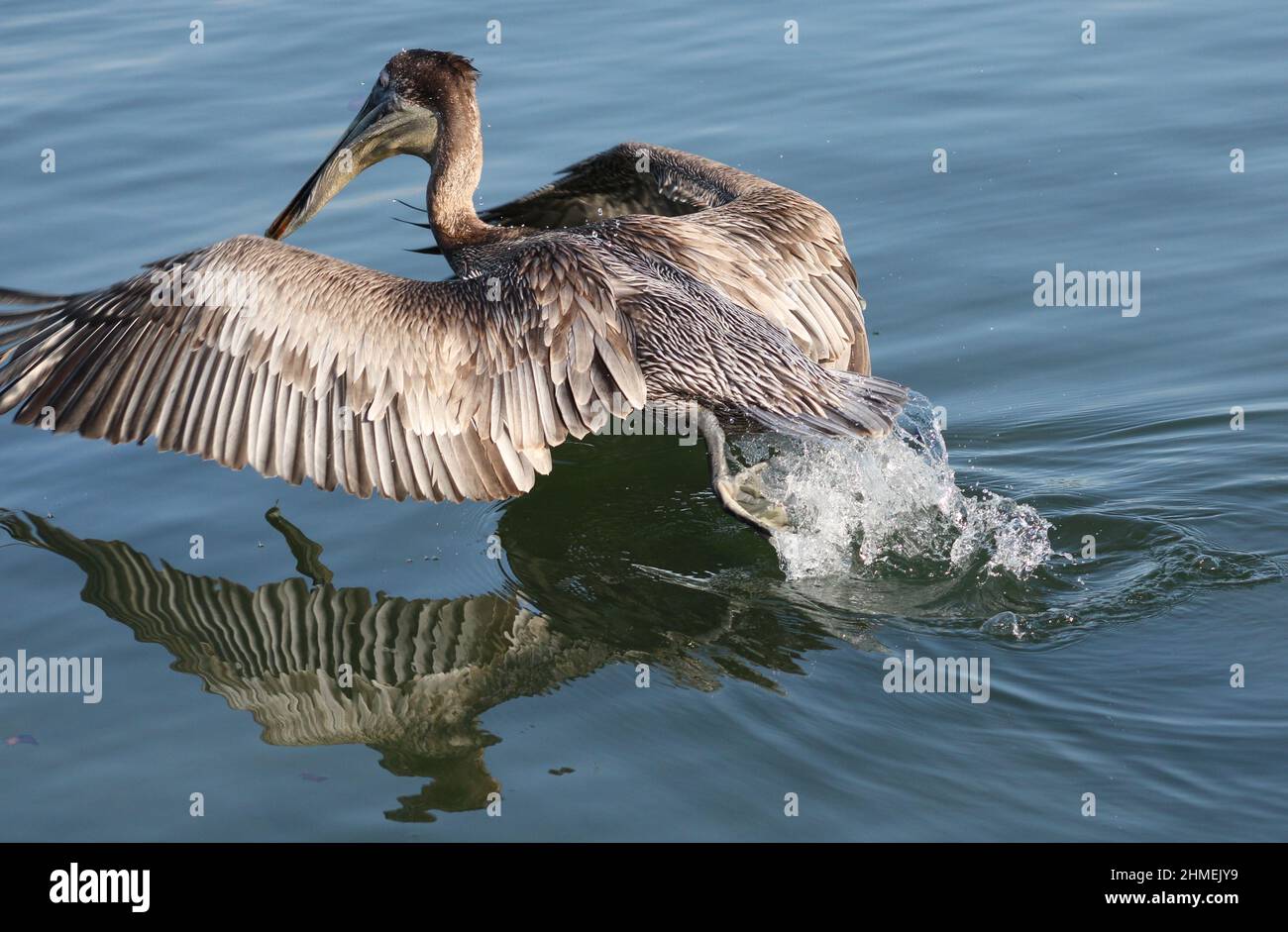 Eastern Brown Pelican genießen die natürliche Küstenlandschaft Stockfoto