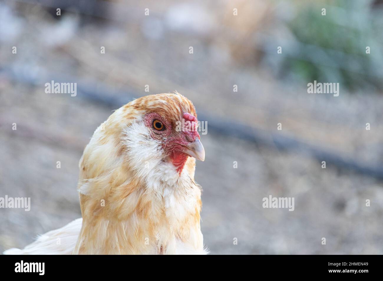 Americana Henne, Hühnerportrait, eine blaue Eierschicht Stockfoto