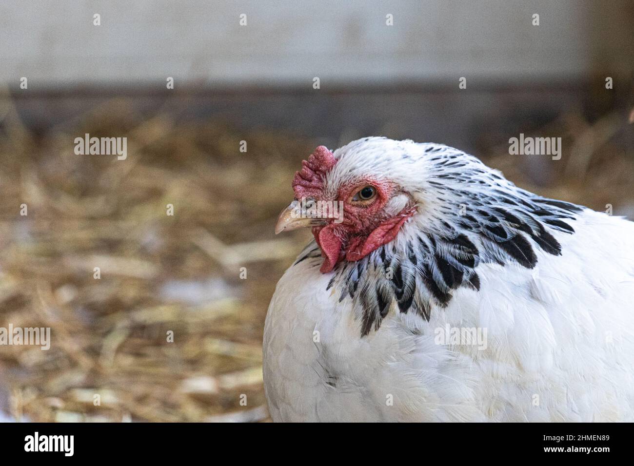 Schwarz-weiß Erwachsenen Brahma Hühnerfarm Henne Porträt Stockfoto