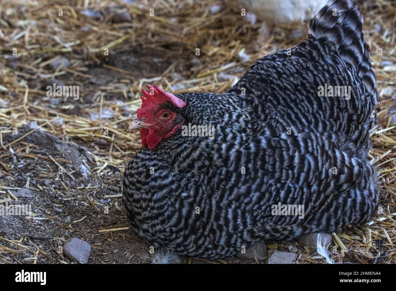 Barred Plymouth Rock Chicken, gute Farm Leben Ei Schicht Stockfoto