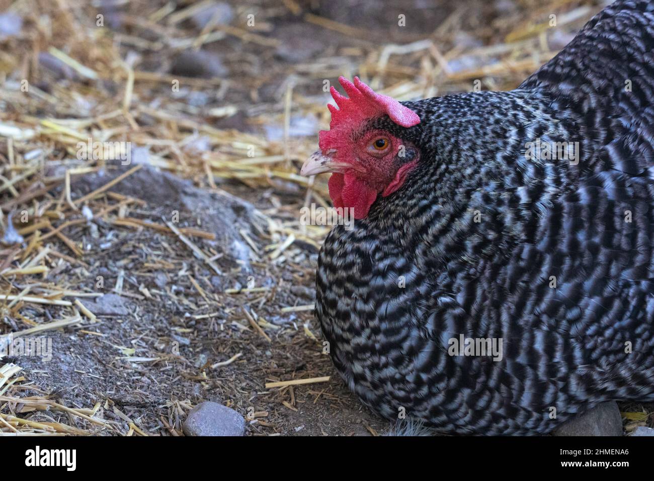 Barred Plymouth Rock Chicken, gute Farm Leben Ei Schicht Stockfoto
