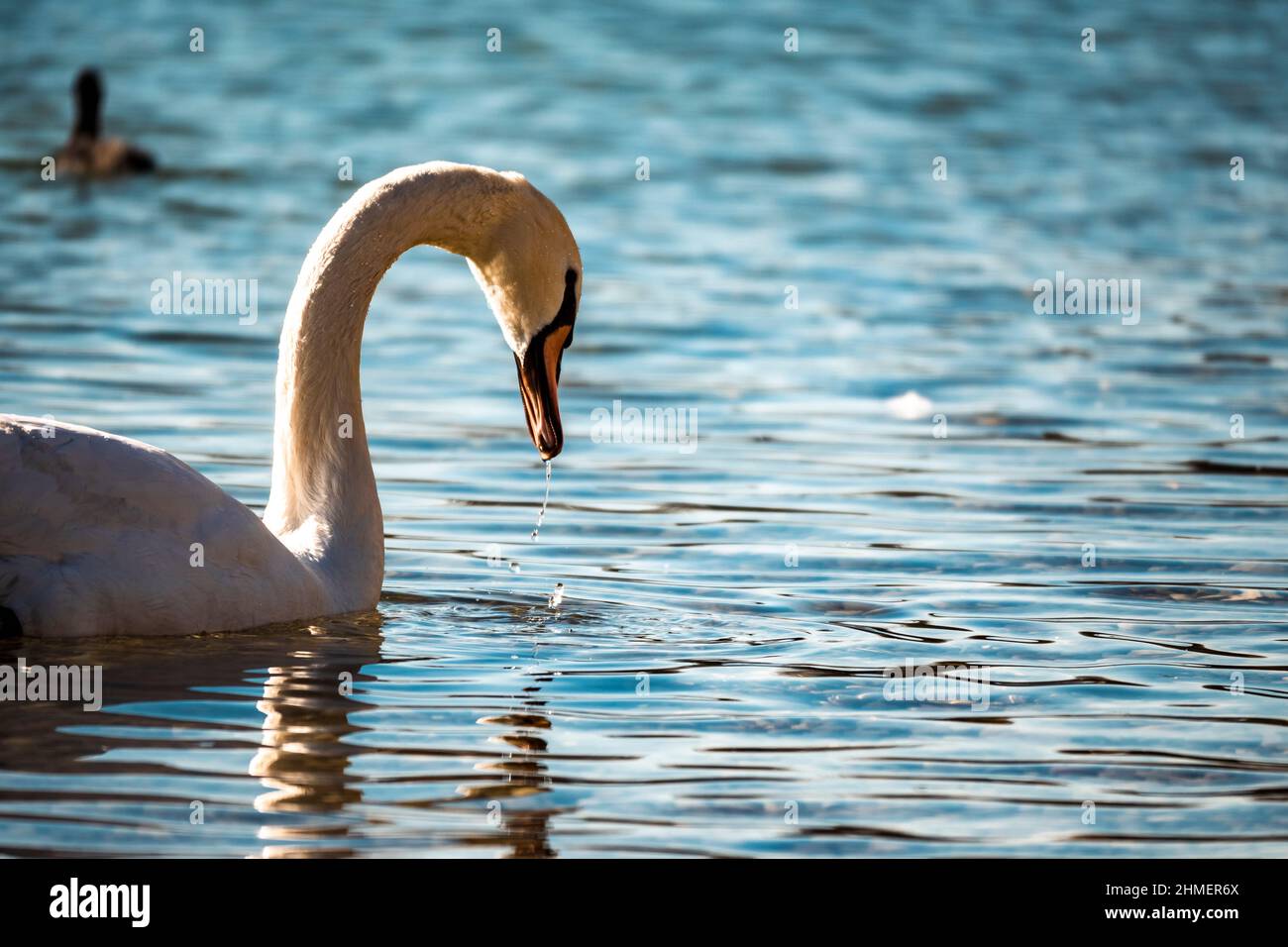 Schöner weißer Schwan, der seinen Kopf und Hals aus dem kristallklaren Wasser hebt Stockfoto