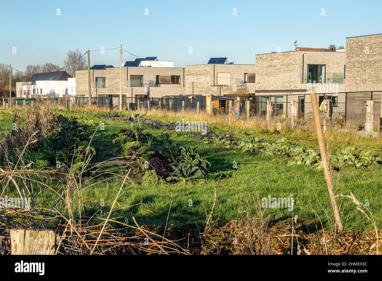 Maraichage en Region flamande autour de Bruxelles | Gartenmarkt rund um Brüssel Stockfoto