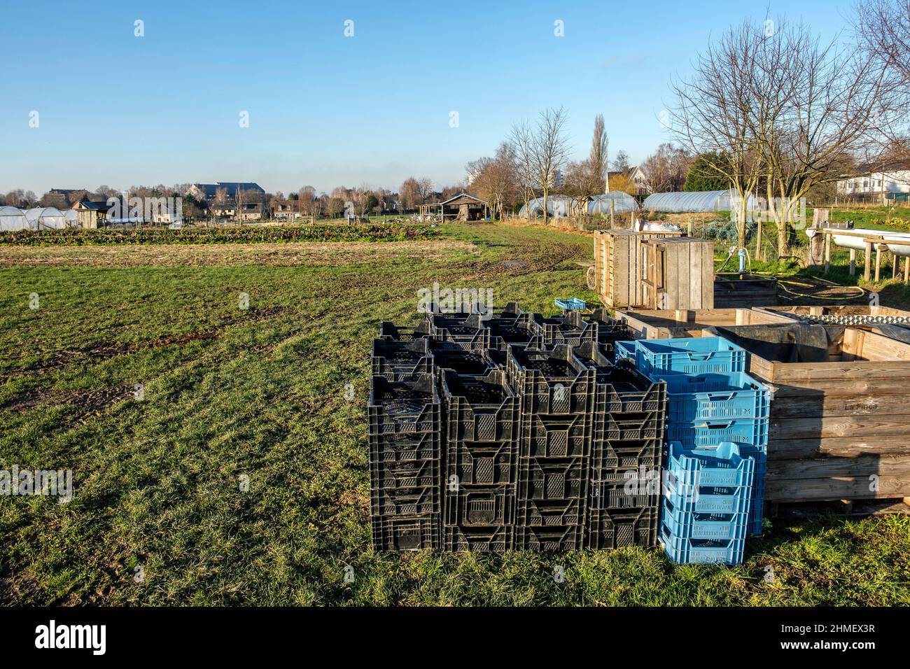 Maraichage en Region flamande autour de Bruxelles | Gartenmarkt rund um Brüssel Stockfoto