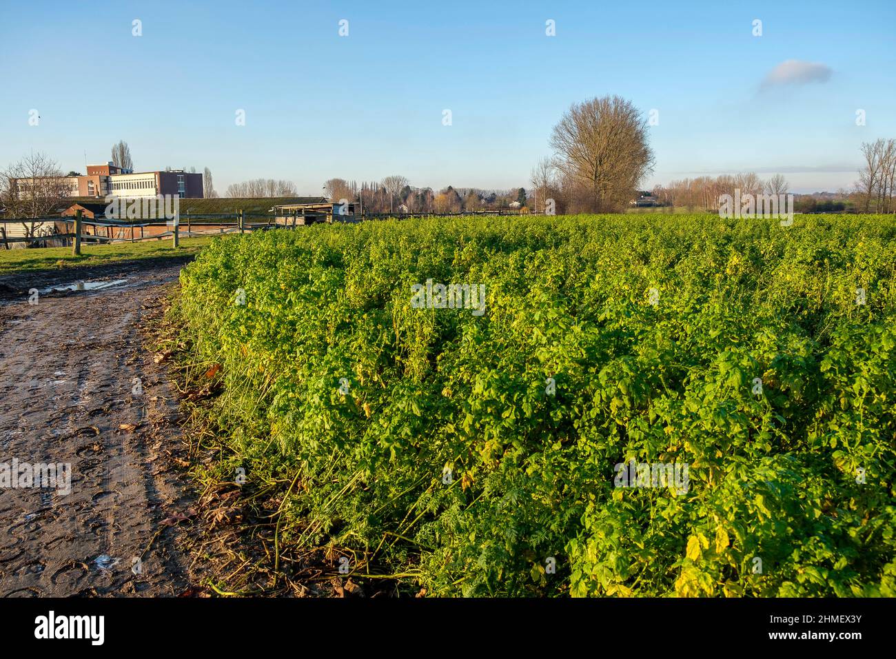 Maraichage en Region flamande autour de Bruxelles | Gartenmarkt rund um Brüssel Stockfoto