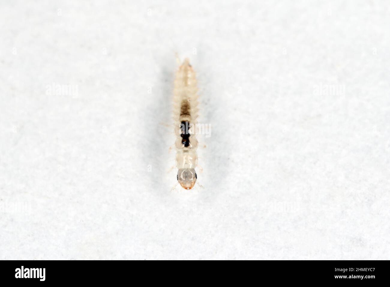 Die Larve eines Käfers aus der Familie der Staphylinidae - Rove Käfer. Sie sind kleine Raubtiere. Stockfoto