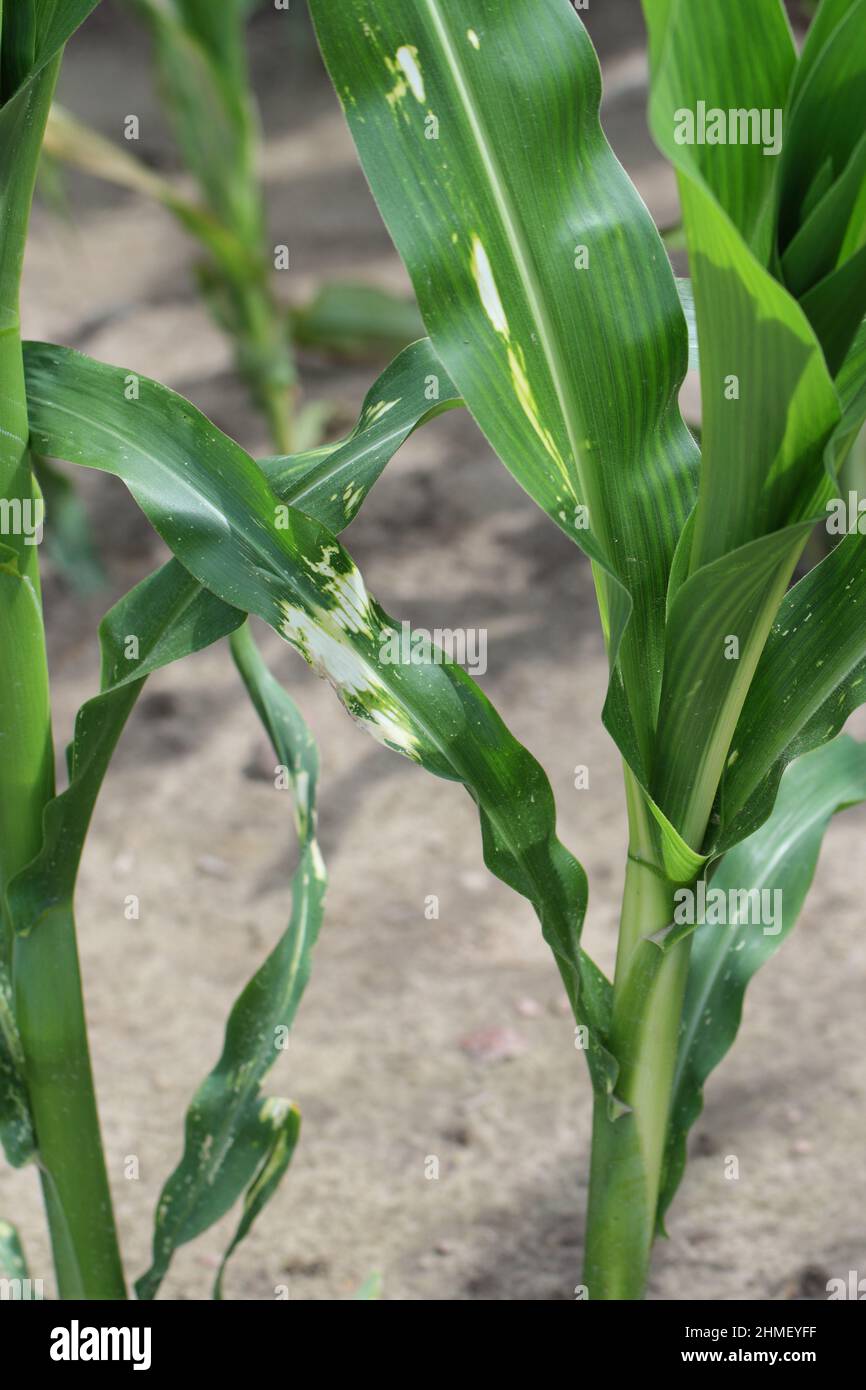 Phytotoxische Wirkungen von Herbizid unsachgemäße Anwendung auf Mais. Stockfoto