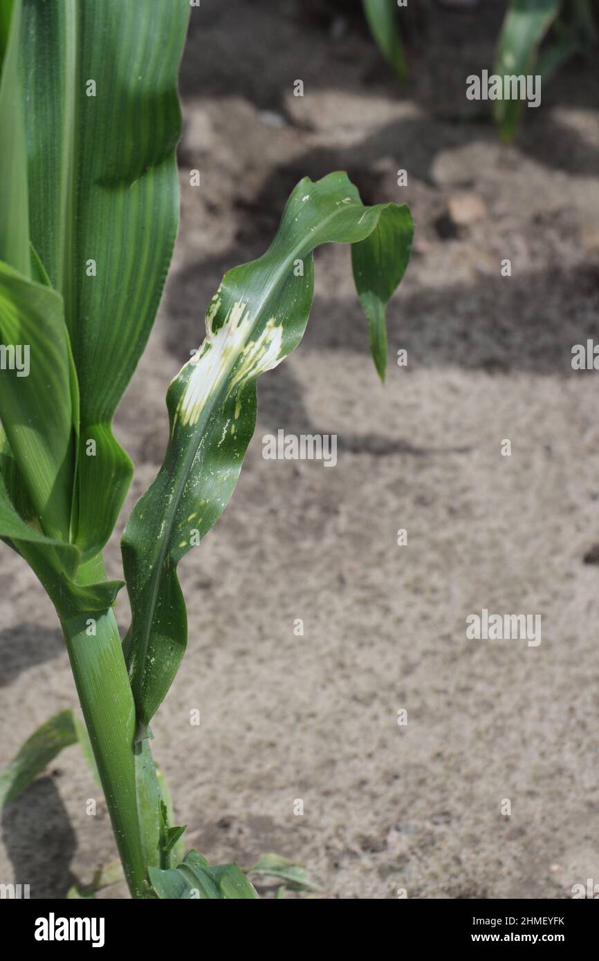 Phytotoxische Wirkungen von Herbizid unsachgemäße Anwendung auf Mais. Stockfoto