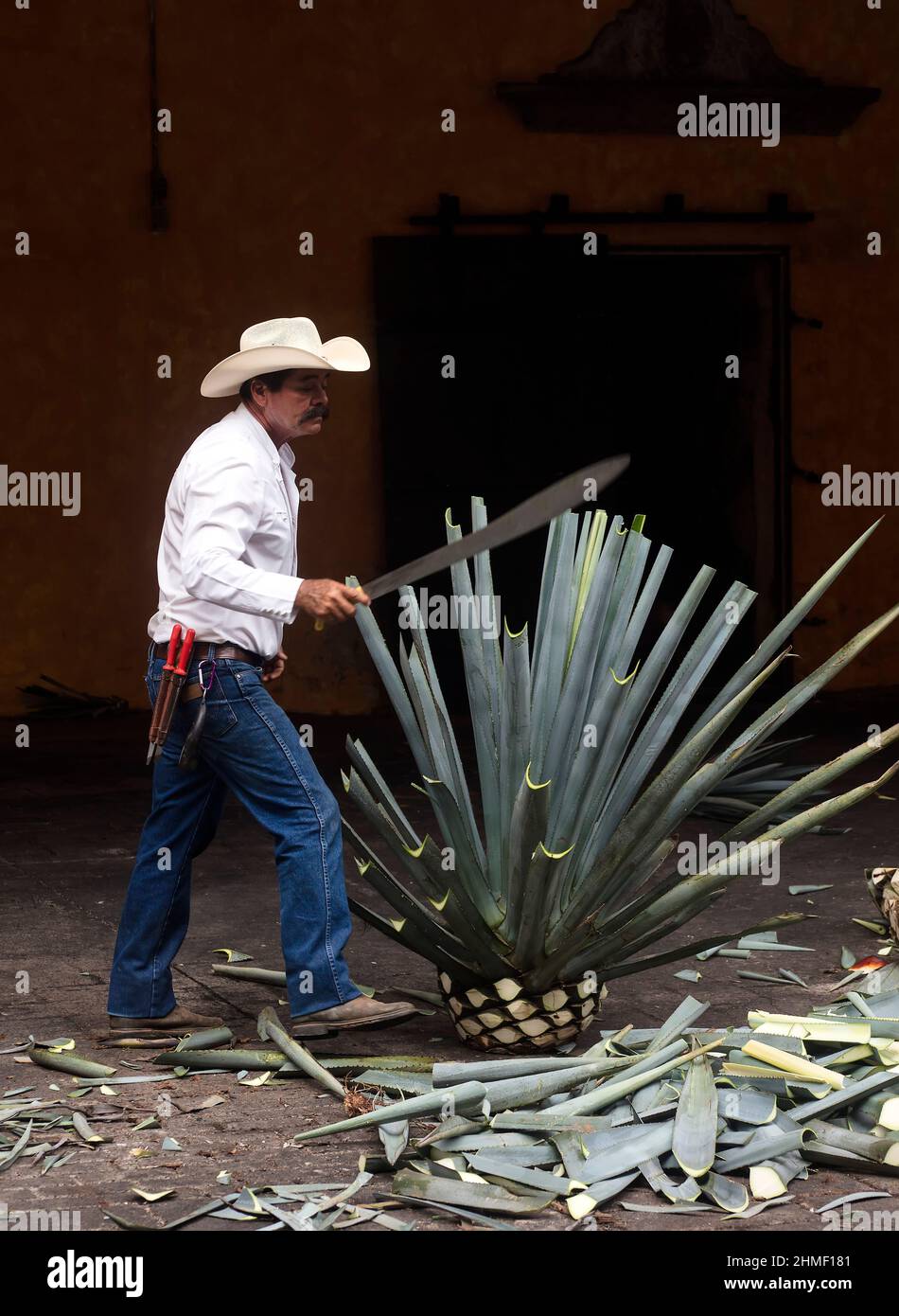 Arbeiter der Jose Cuervo Distillery in Tequila, Mexiko, demonstriert den Schnitt der blauen Agave-Pflanze Stockfoto