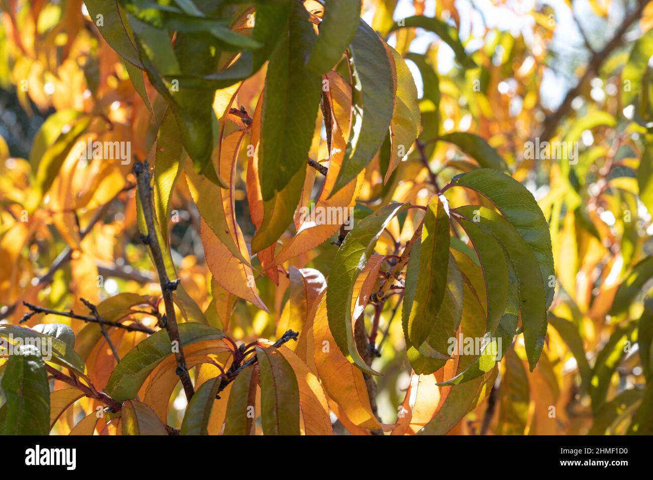 Sonnenlicht scheint durch goldene Pfirsichblätter auf dem Baum im Herbst Stockfoto
