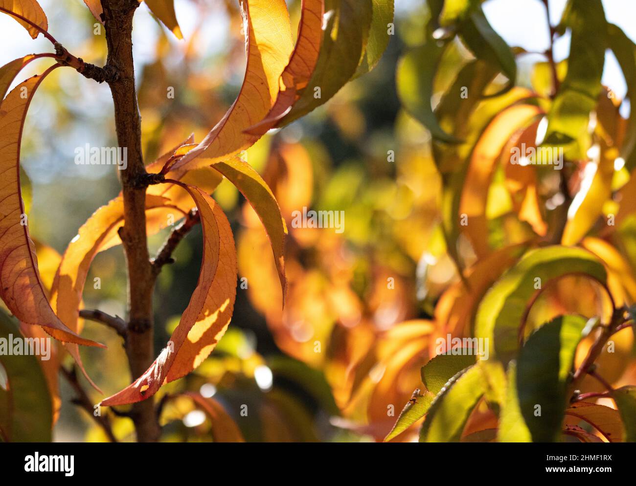 Sonnenlicht scheint durch goldene Pfirsichblätter auf dem Baum im Herbst Stockfoto