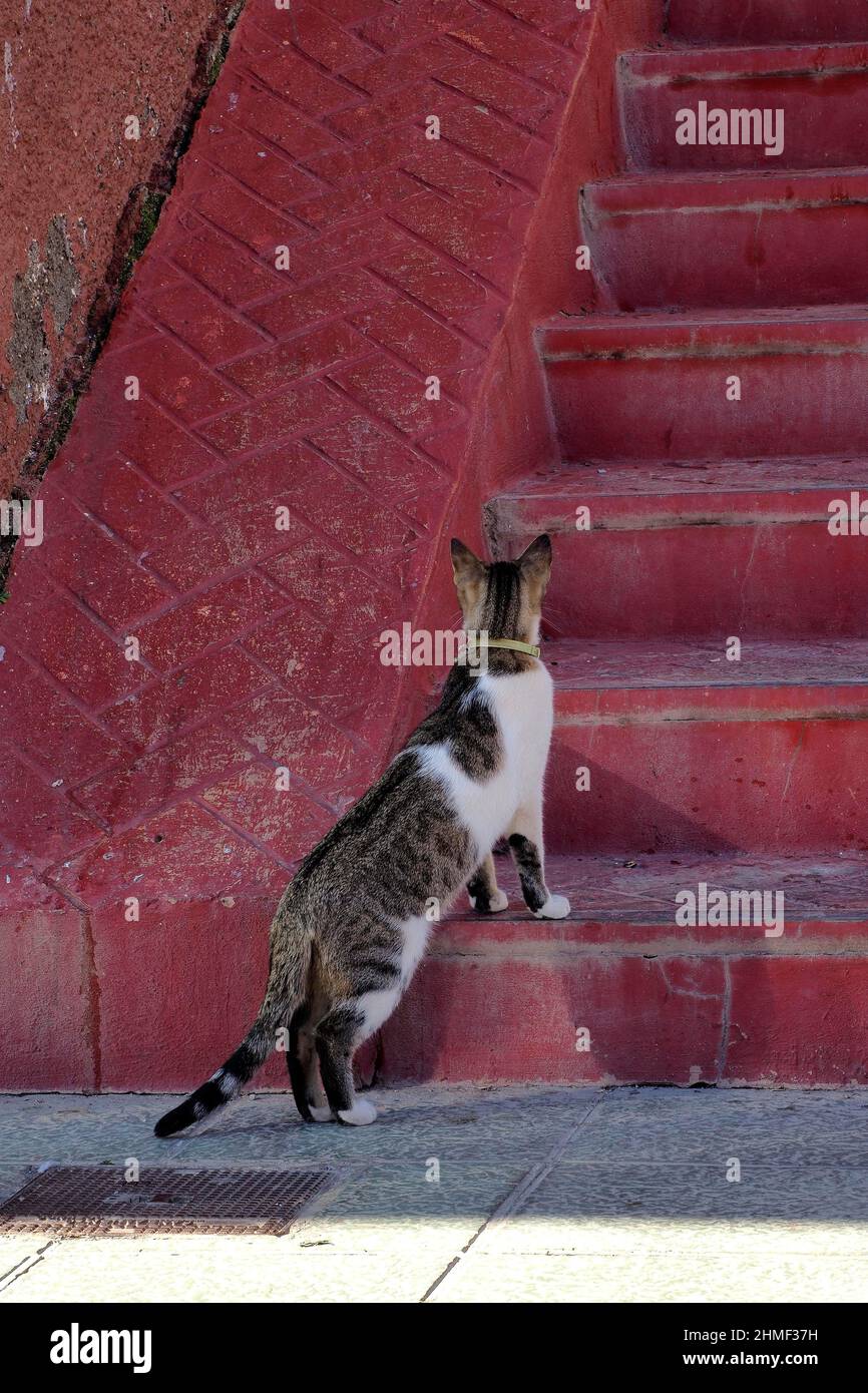 Weiße gestromte Katze vor der roten Steintreppe, Spanien Stockfoto
