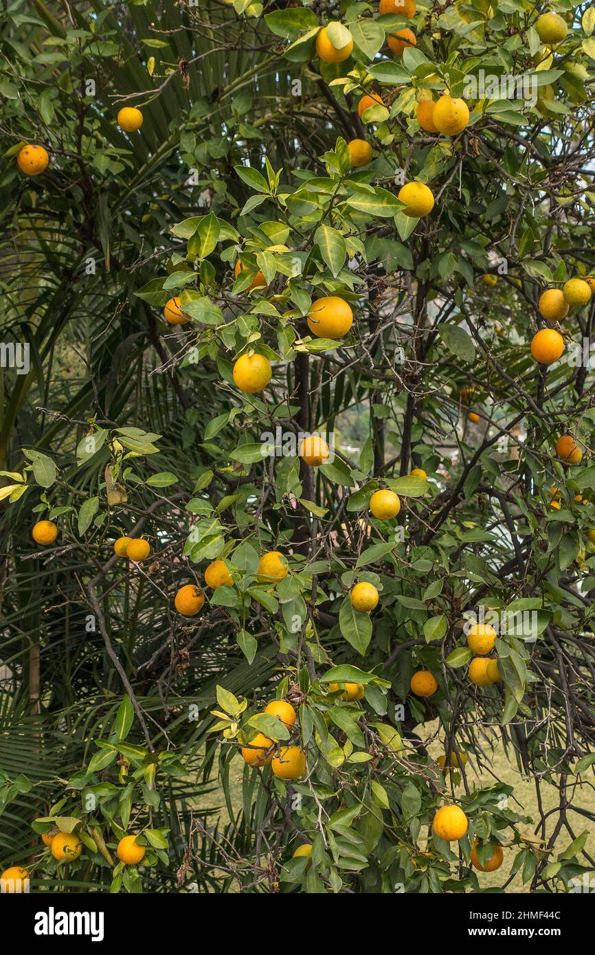 Orangen wachsen auf Baum Stockfoto