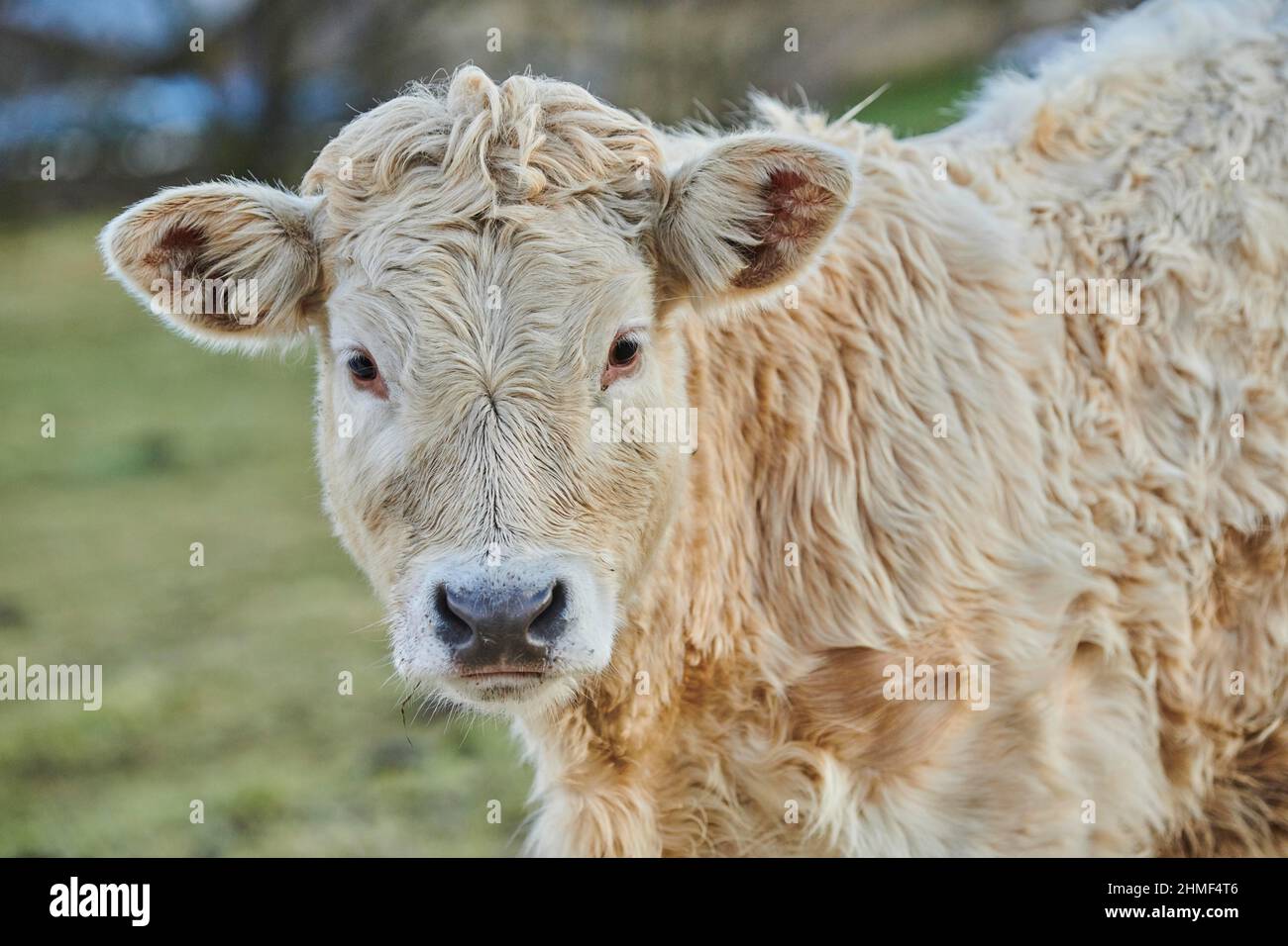 Europäisches Rind (Bos primigenius stier), Youngster, Portrait, Slowakei Stockfoto