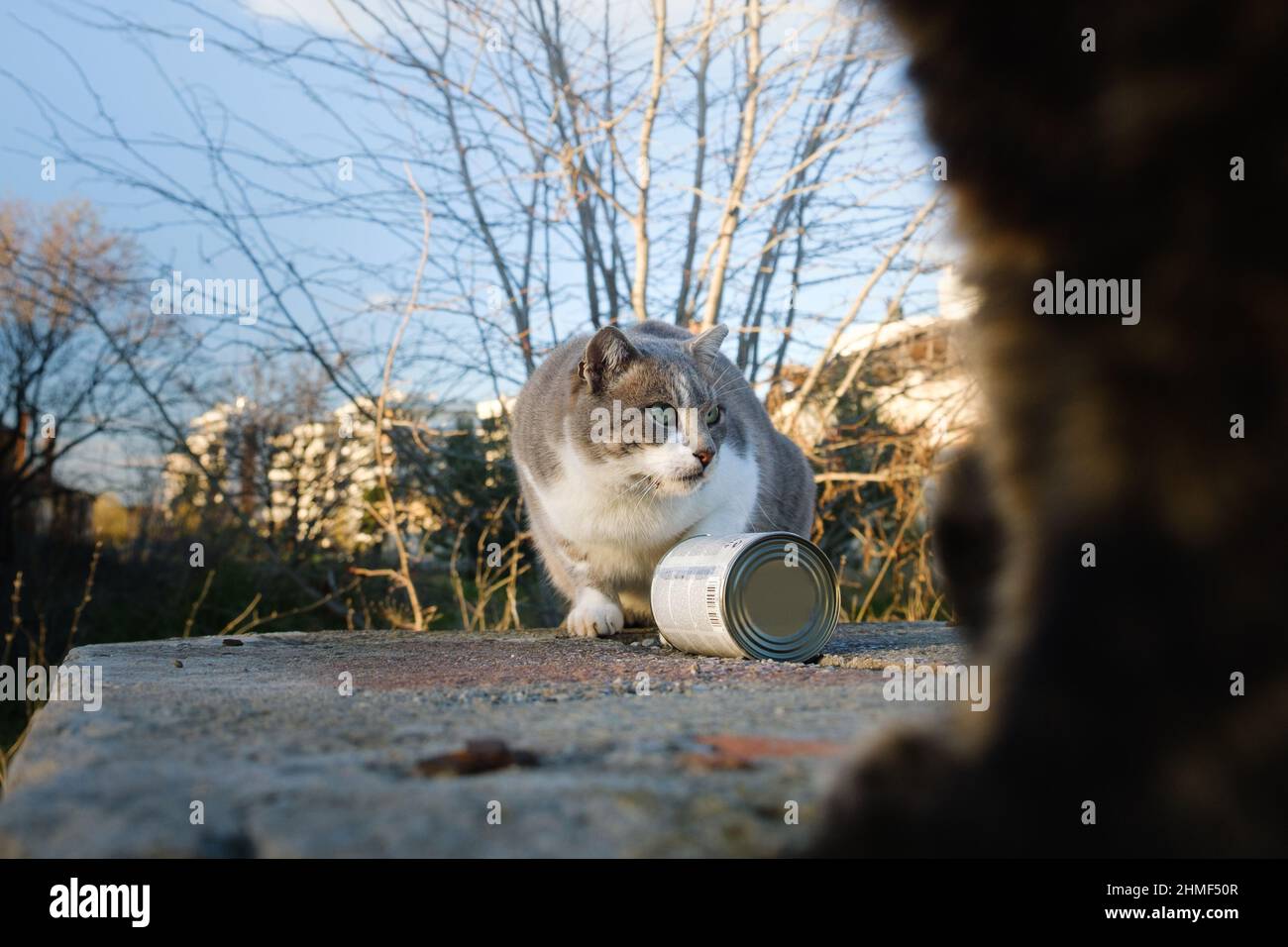 Straßenkatze, die aus der Dose isst Stockfoto