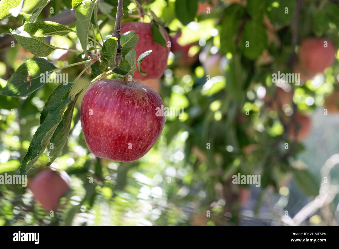 Zweig voll von frischen natürlichen Bio reifen Red Heirloom köstliche Bio-Äpfel auf Ästen in einem Apfelbaum, gesunde vegetarische Snack, Diät-freundlich Stockfoto