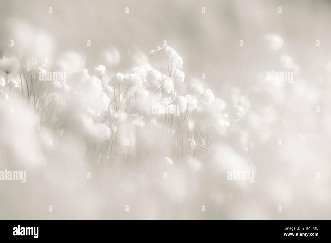 Waldwiese (Eriophorum), Sellrain, Innsbruck, Tirol, Österreich Stockfoto