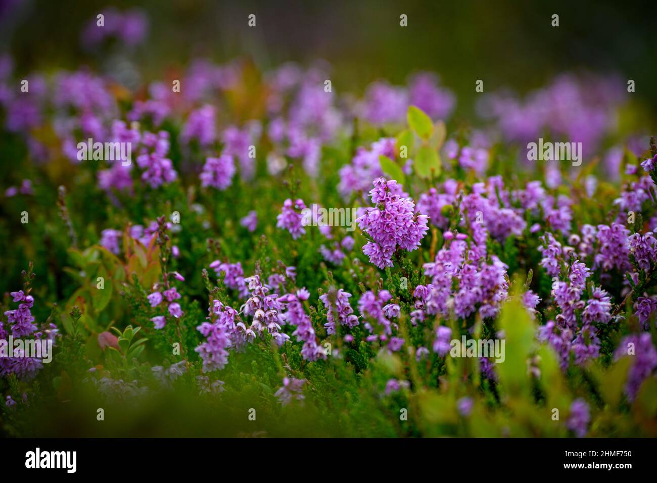 Heidekraut (Erica spiculifolia), Sellrain, Innsbruck, Tirol, Österreich Stockfoto