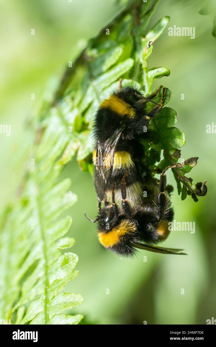 Männliche und weibliche Weißschwanzhummel (Bombus lucorum) Paarung Stockfoto