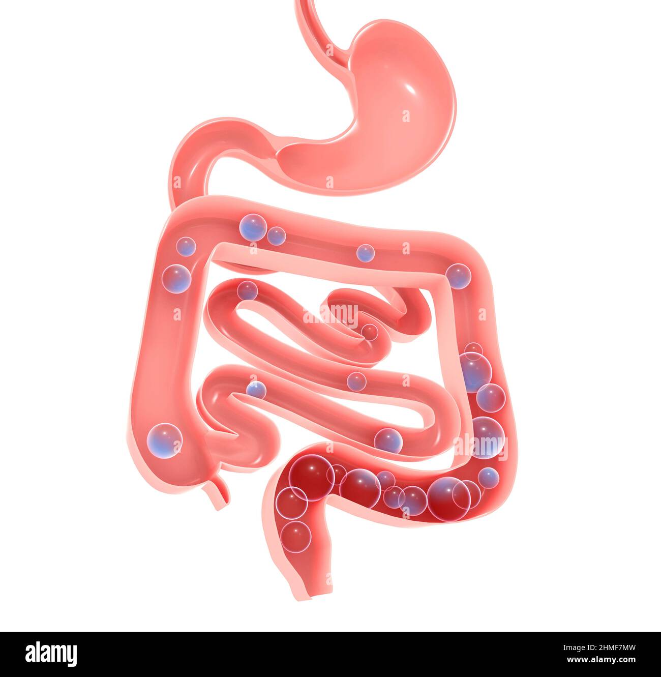 Anatomische 3D Darstellung des Verdauungssystems. Magen-, Groß- und Dünndarm mit Gasen. Zeigt den offenen Innenraum. Aerophagie. Stockfoto