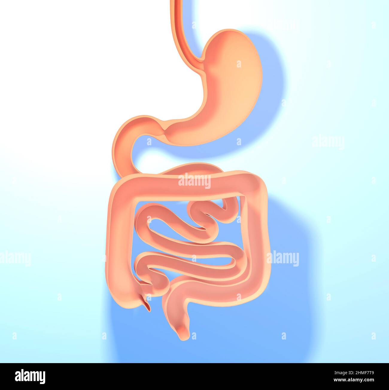 Anatomische 3D Darstellung des Verdauungssystems. Magen, Dickdarm und Dünndarm. Zeigt den offenen Innenraum. Stockfoto