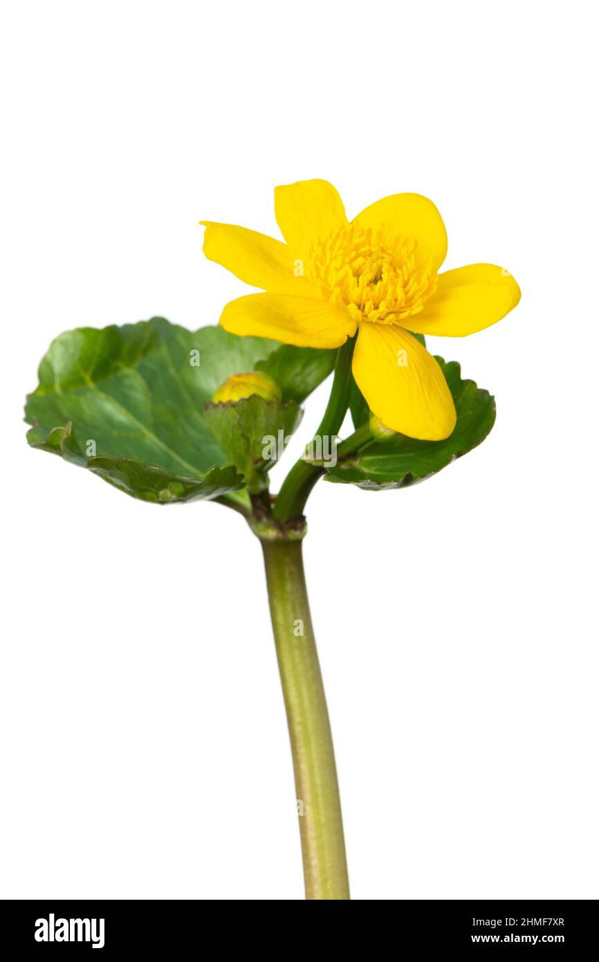 Blühende Sumpfmarigolde (Caltha palustris), beschnitten, weißer Hintergrund Stockfoto