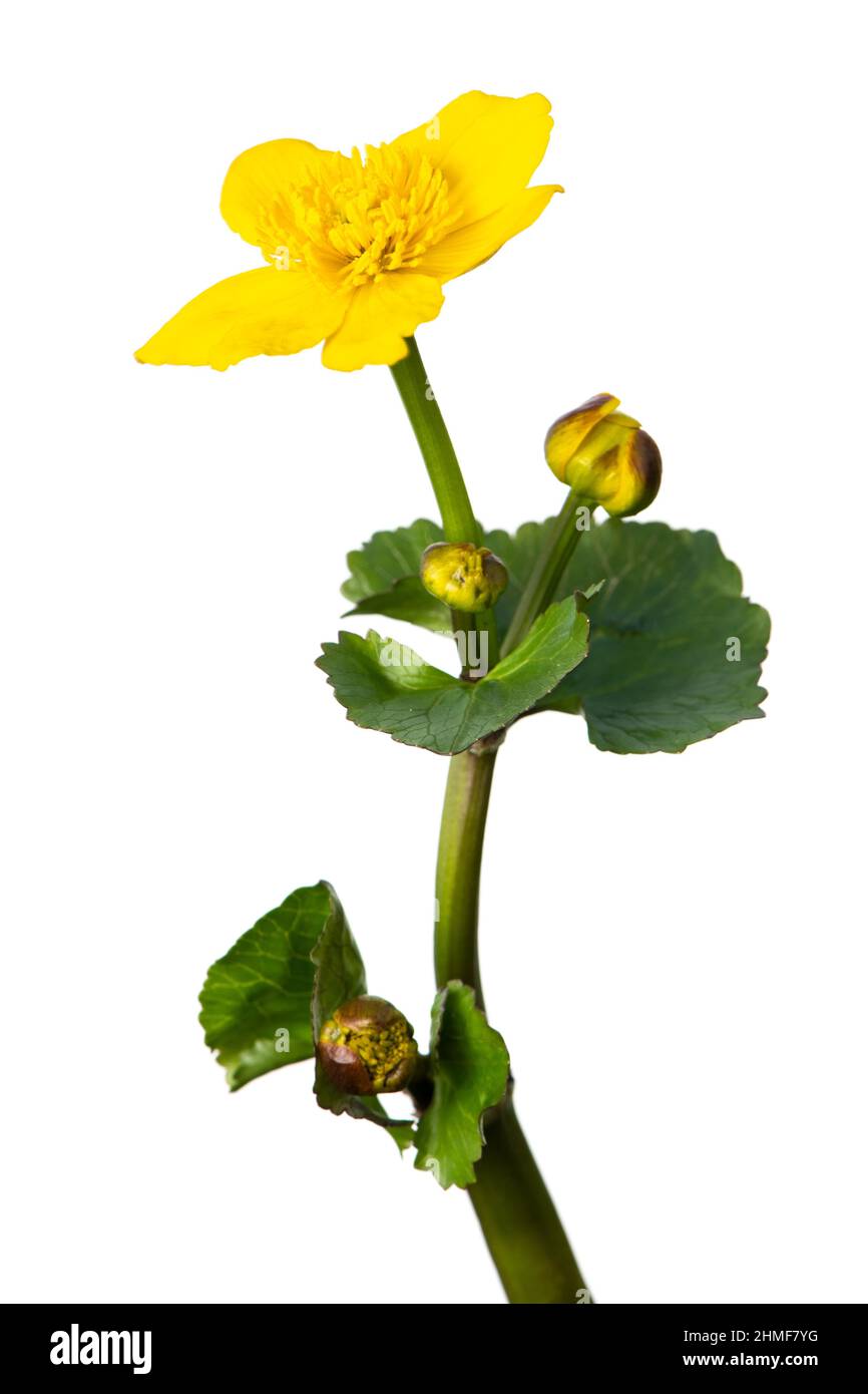 Blühende Sumpfmarigolde (Caltha palustris), beschnitten, weißer Hintergrund Stockfoto