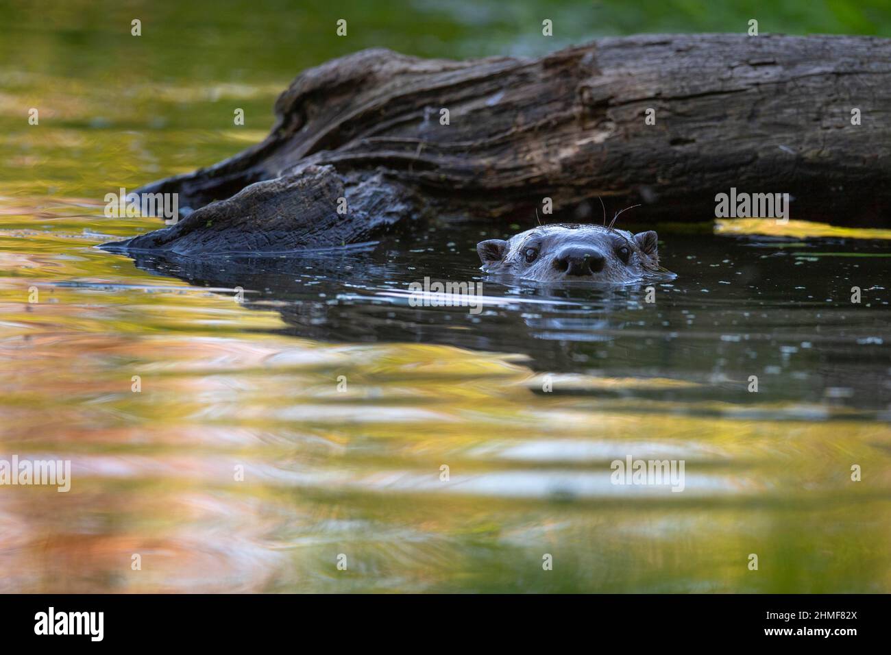 Europäischer Otter (Lutra lutra) im Fluss, Neuhaus, Niedersachsen, Deutschland Stockfoto