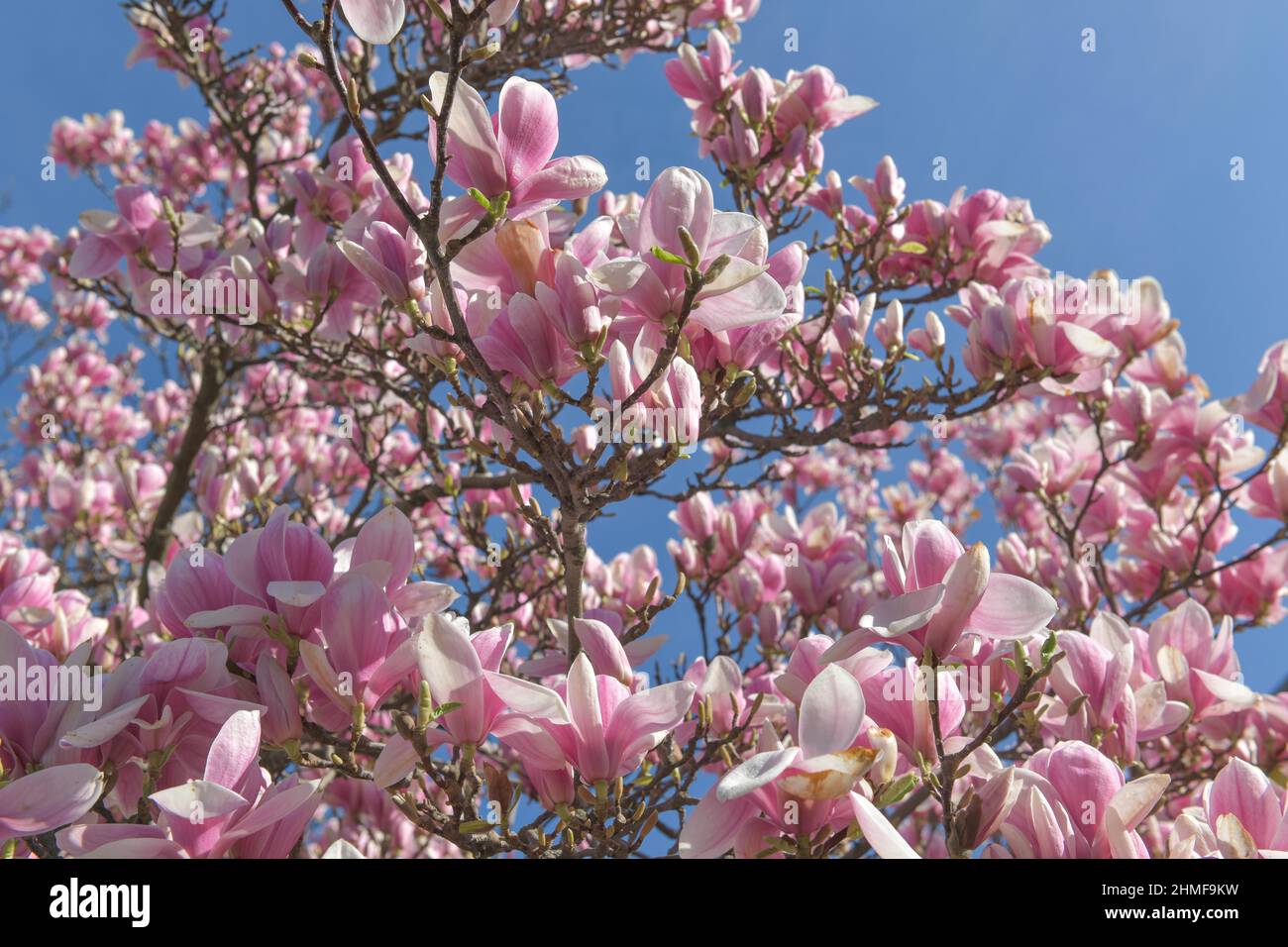Hellrosa Magnolien (Magnolia) Stockfoto