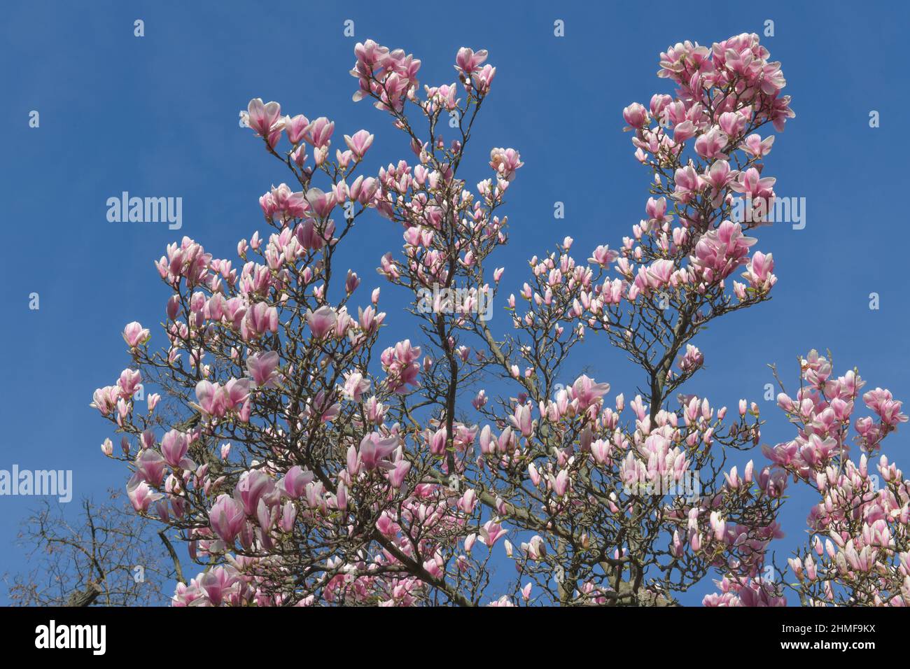 Hellrosa Magnolien (Magnolia) Stockfoto