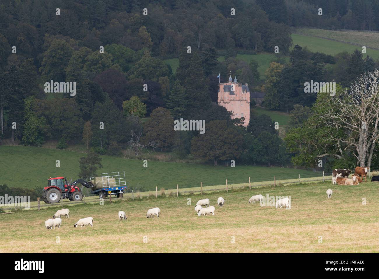 Eine schottische Landschaft im Herbst, mit Schaf- und Viehweiden, einem Farmer, der Hay Ballen auf einen Anhänger lädt und Craigievar Castle auf einem fernen Hügel Stockfoto