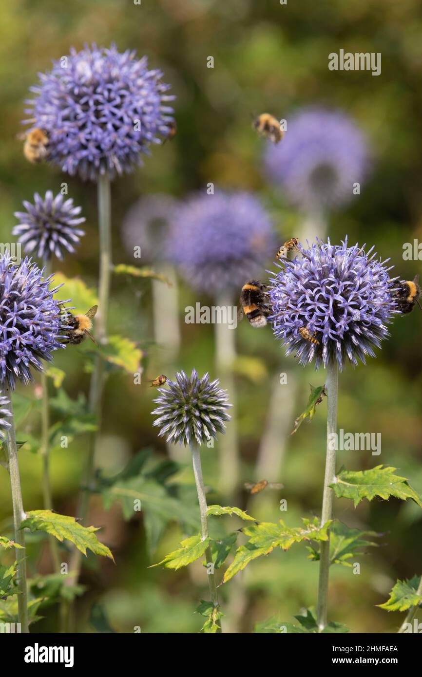 Verschiedene Insekten auf Globe Thistle Flowers (Echinops Bannaticus), einschließlich Hover-Fliegen (Syrphus Ribesii) und Hummeln (Bombus muscorum & lucorum) Stockfoto