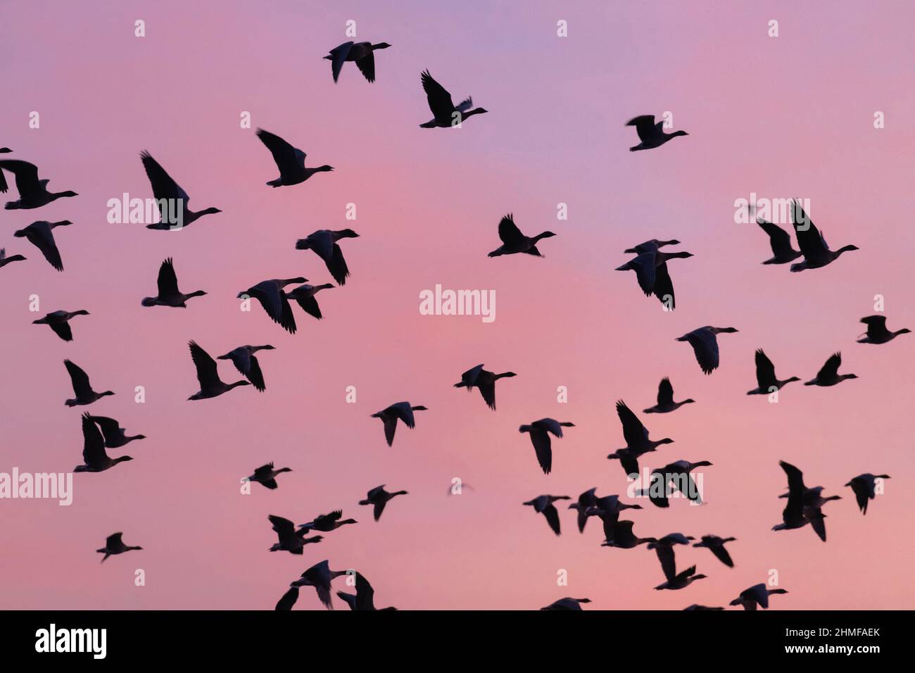 Die Silhouette eines Schwarms rosafarbiger Gänse (Anser Brachyrhynchus) im Flug, als sie vor Sonnenaufgang ihren nächtlichen Hahn am Loch of Skene verlassen Stockfoto