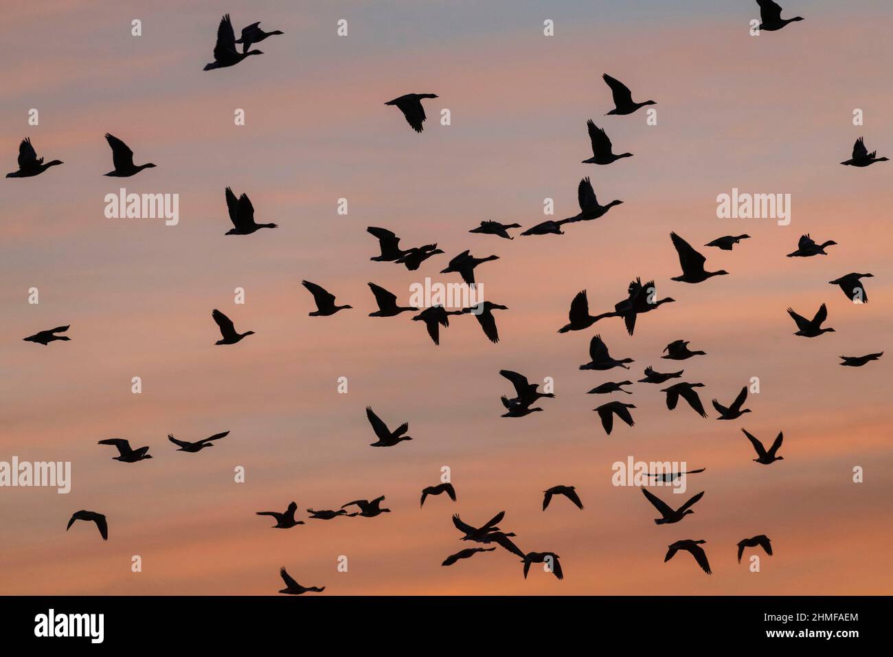 Ein Schwarm rosafarbiger Gänse (Anser Brachyrhynchus) in Silhouette, die bei Daybreak im Winter in die Luft gehen Stockfoto