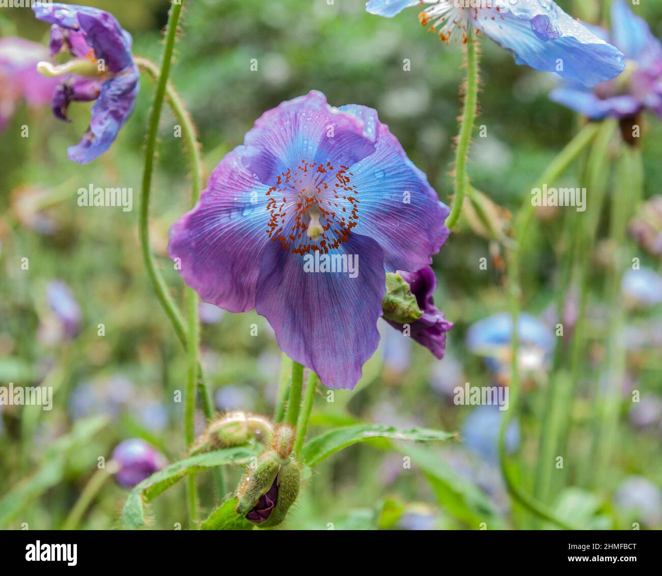 Ein blauer Himalaya-Mohn, Meconopsis, der violette Töne hat und zwischen einer Mischung aus himmelblauen und violett-violetten Blüten wächst. Stockfoto