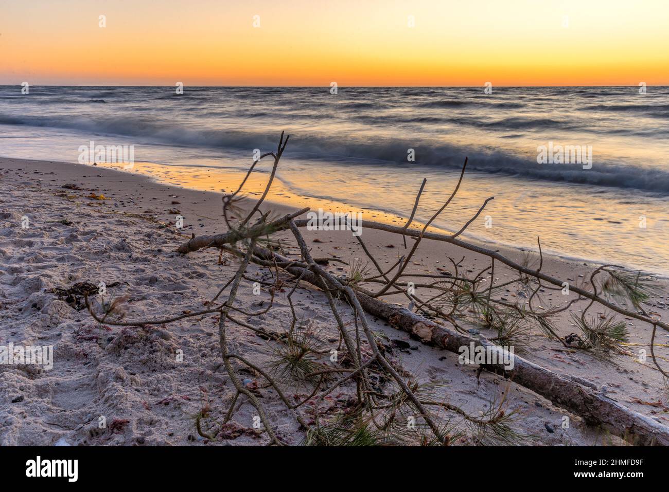 Treibholz am Ostseestrand auf Rügen bei Sonnenuntergang Stockfoto