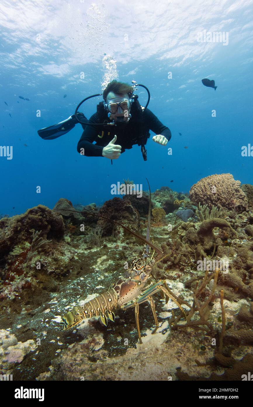 Tauchen Sie in der karibik und genießen Sie das Korallenriff von cozumel Stockfoto