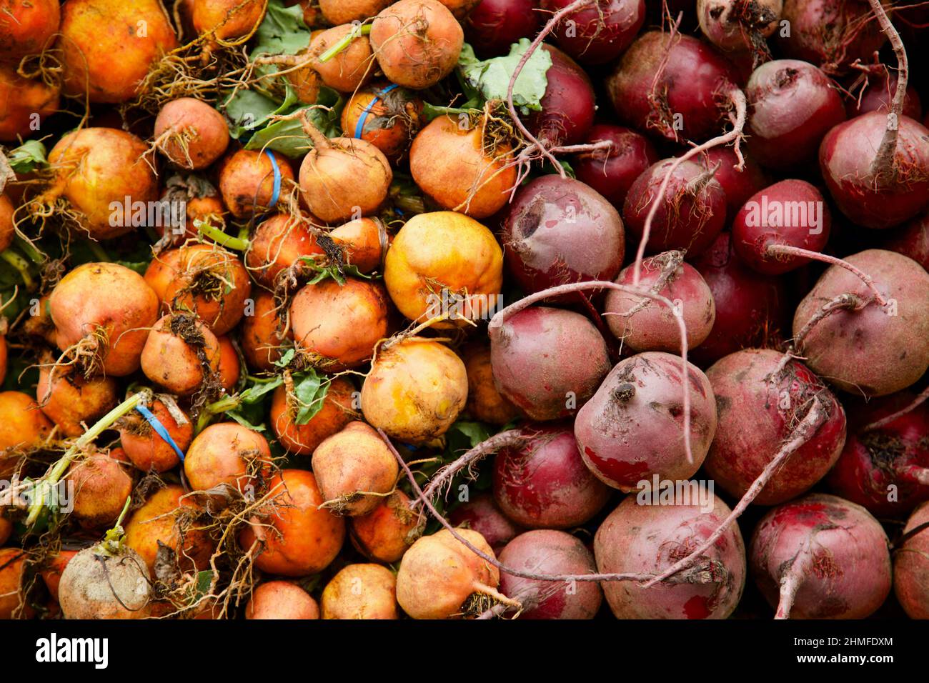 Orange und rote Rüben zum Verkauf auf dem Union Square Farmer's Market, NYC Stockfoto