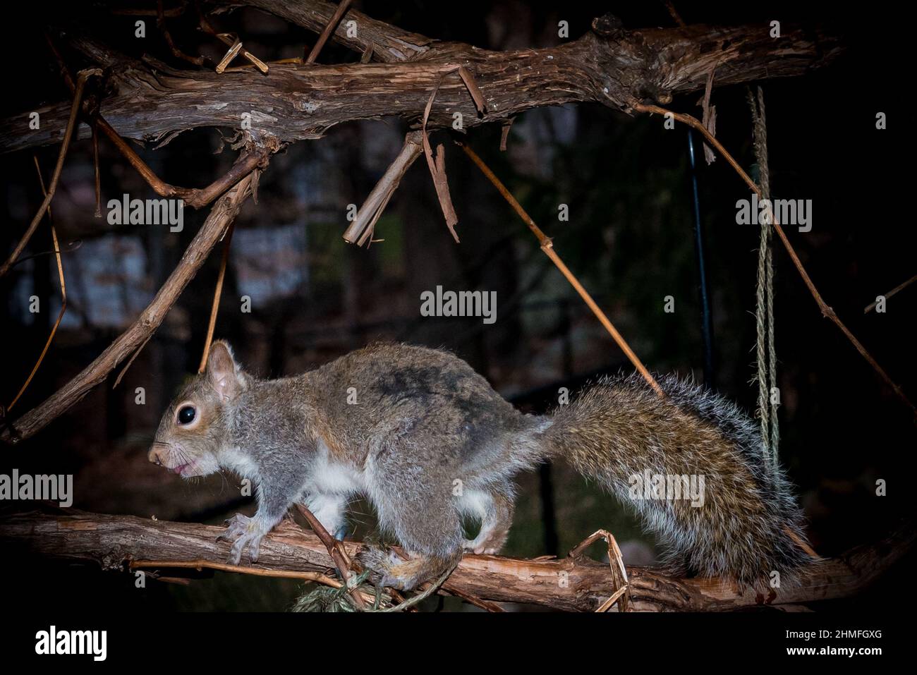 Graues Eichhörnchen östlich graues Eichhörnchen Sciurus carolinensis Stockfoto